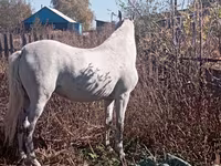Yegua, Orlov Trotter — foto 3