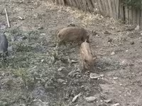Boar, Pigs — photo 4