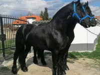 Cheval, Friesian — photo 4