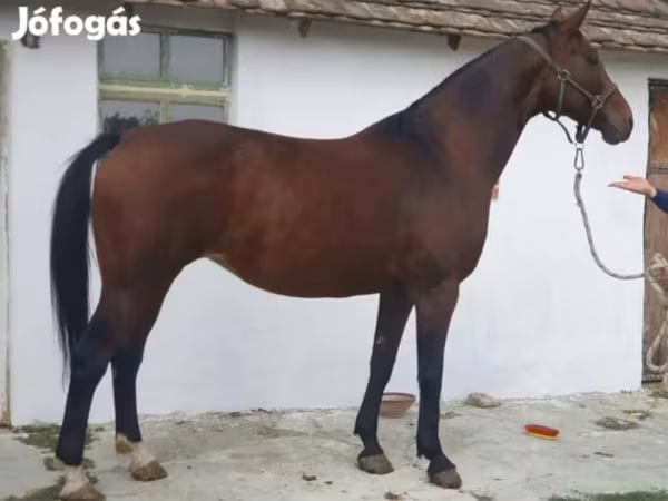 Jument, Chevaux