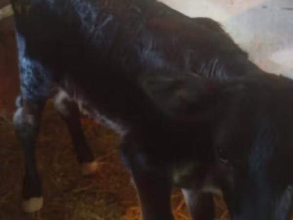 Vache, Race Alatauskaya