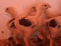 Chickens — Foto 5