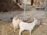 母山羊, Saanen goat — 照片 1