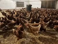 gallina danesa — foto 2