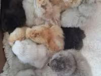 Silkie — zdjęcie 6