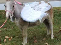 母马, Miniature horse — 照片 3
