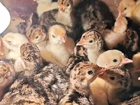 بوربونيز — الصورة 7