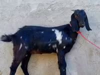 Goat, Beetal goats — photo 3