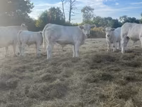 Vache, Race de vache — photo 3
