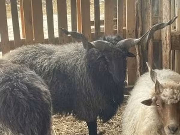 公羊, Racka sheep