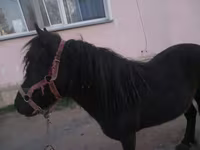 Jument, Shetland Pony — photo 3