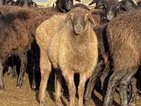 母羊, Edilbay sheep — 照片 4