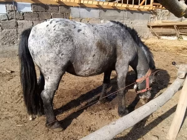 Horse (M), Appaloosa