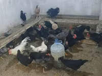 Australorp — photo 1