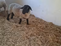 Beran, White Suffolk sheep — foto 3