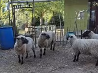 Beran, Shroshire sheep — foto 5