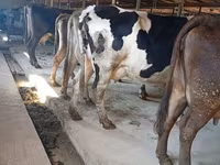 Krava, Swiss cattle — foto 1