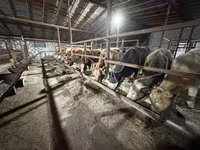 母牛, Cattle — 照片 2