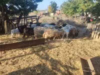 绵羊（批次，未指定性别）, Dorper sheep — 照片 4