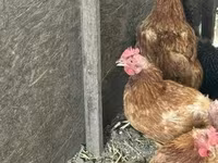Chickens — zdjęcie 3