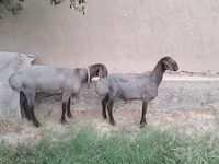 Ram, Sheep — photo 1