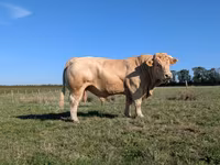 Бик, Charolais cattle — фото 3