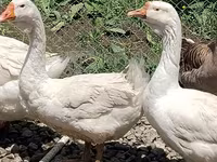 Geese — फ़ोटो 5