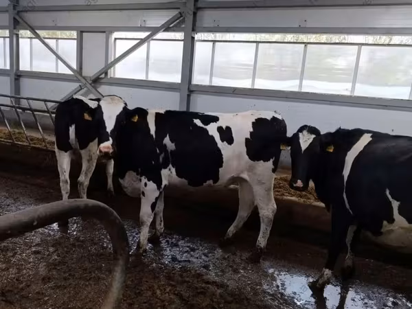 Vache, Race Holstein