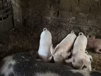 मादा सूअर, Пятнистая — फ़ोटो 1