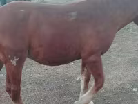 Cheval, Russian Heavy Draft — photo 7