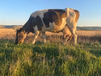 Krava, Simmental cattle — foto 1