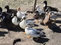 Ducks — 照片 2