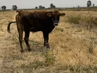 母牛, Swiss cattle — 照片 2