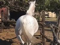 Mare, Lipizzaner — photo 2