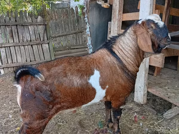 Kozioł, Nubian Goat