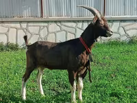 बकरी, Toggenburg goat — फ़ोटो 3