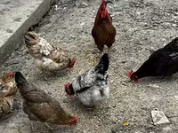 Chickens — photo 2
