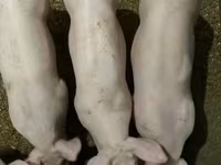 公猪, Гипор — 照片 4