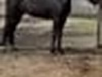 Yegua, Orlov Trotter — foto 4