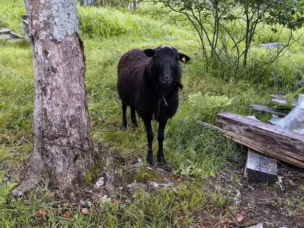 Bélier, Romanov sheep