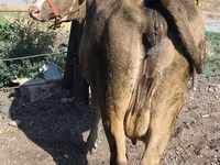 Krava, Alatau plemeno — foto 2