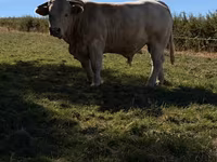 Taureau, Race de vache — photo 1