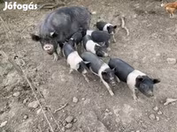 मादा सूअर, Беркшир — फ़ोटो 1