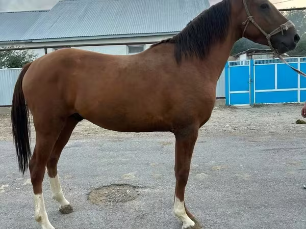 Caballo, Caballos