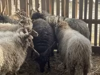 公羊, Racka sheep — 照片 2