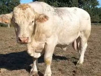 Bull, Charolais cattle — photo 2