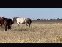 母马, Kushum Horse — 照片 2
