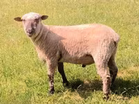 公羊, Shroshire sheep — 照片 2