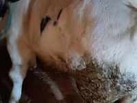 Bull, Belgian Blue — photo 1