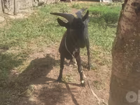 Goat, Murcia-Granada goats — photo 8